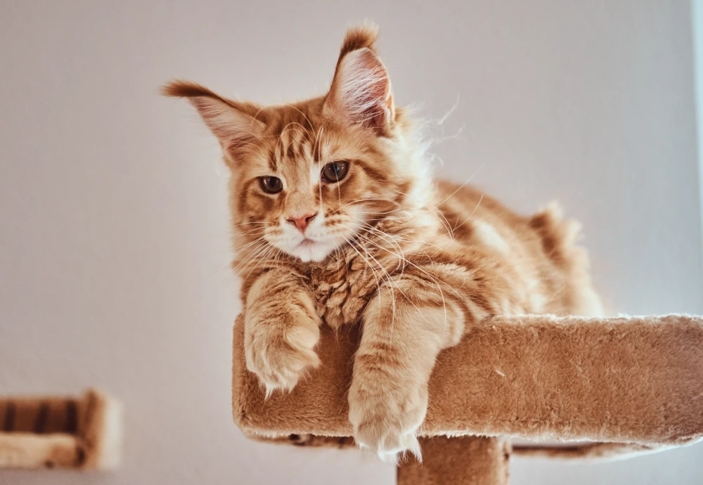 best pet cameras for cats